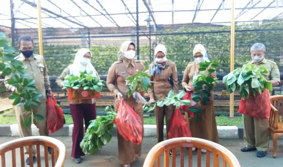 Panen Sayuran di Rumah Dinas Gubernur Banten